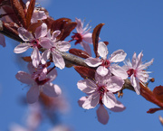 19th Apr 2023 - Copper beech blossom