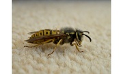 21st Apr 2023 - Sleepy wasp