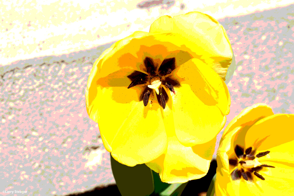Yellow tulip artistic by larrysphotos