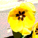 Yellow tulip artistic by larrysphotos