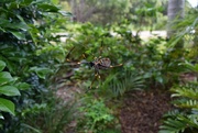 22nd Apr 2023 - Golden Orb Spider ~