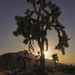 Sunstar in Joshua Tree  by jgpittenger
