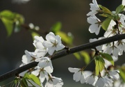 21st Apr 2023 - Cherry Blossoms