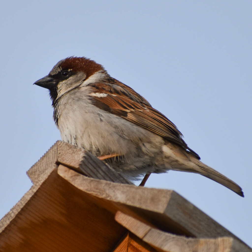 Sparrow On Rooftop by bjywamer