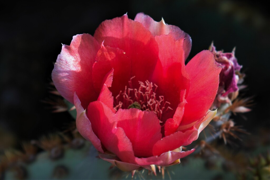 Rosy Cactus flower by sandlily