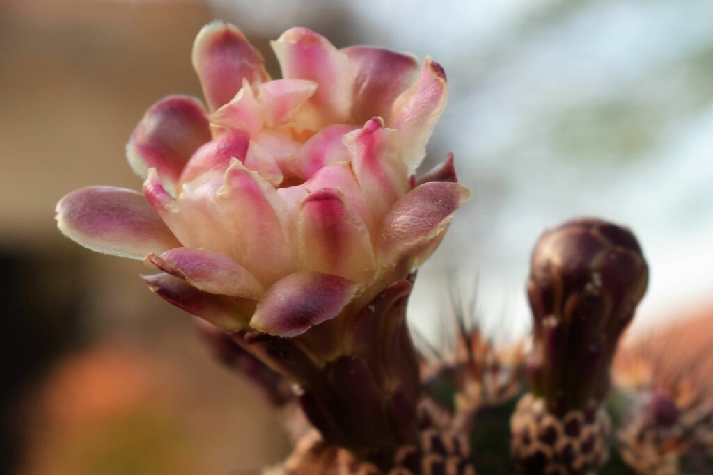 Organ Pipe cactus blooming by sandlily