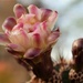 Organ Pipe cactus blooming by sandlily