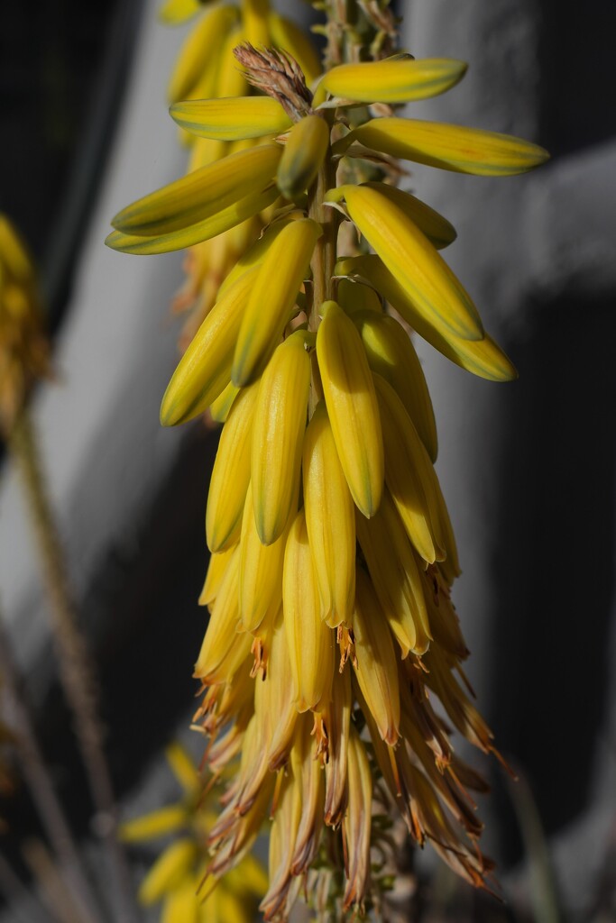 Yellow spike flowers by sandlily