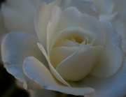 21st Apr 2023 - Get a little closer rose