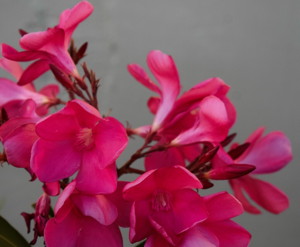 Hot pink oleander flowers by sandlily