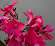 20th Apr 2023 - Hot pink oleander flowers