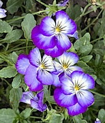 21st Apr 2023 - Tufted violets