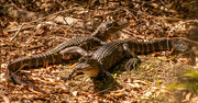 21st Apr 2023 - Baby Alligators!