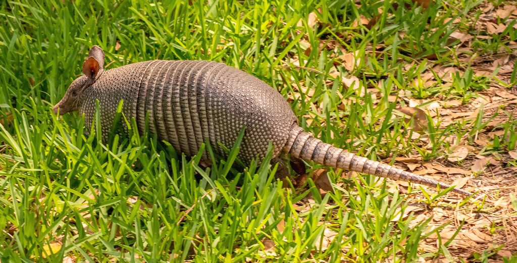 Armadillo on the Run! by rickster549