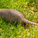 Armadillo on the Run! by rickster549