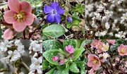 21st Apr 2023 - Beautiful Blooms in the Neighborhood 