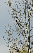 15th Apr 2023 - Magpies in the Ginkgo Tree
