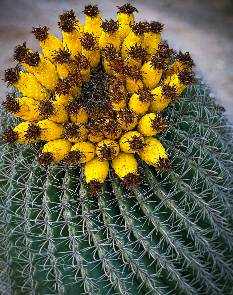 Barrel Cactus in Bloom by 365projectorgbilllaing