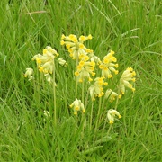 16th Apr 2023 - Cowslips