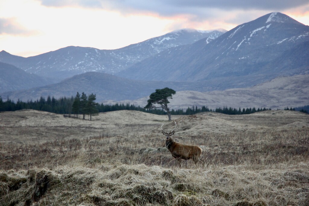 Inveroran Red Stag by jamibann