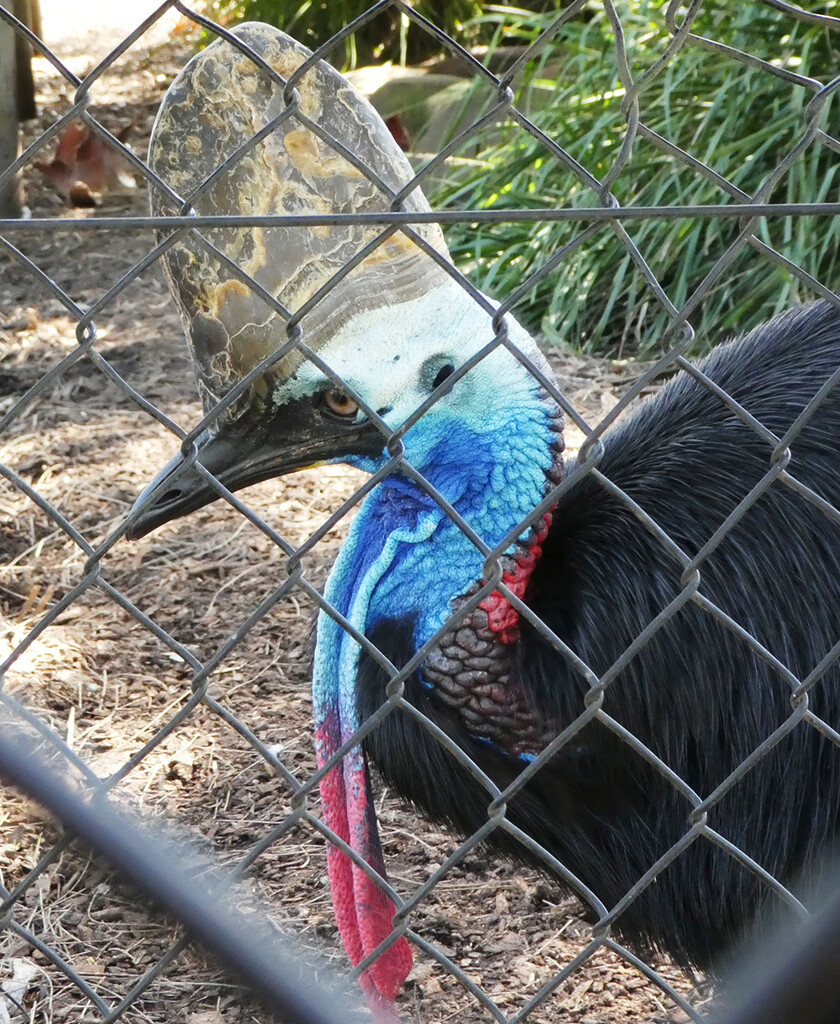 Cassowary by onewing