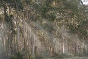 22nd Apr 2023 - Eucalypt forest