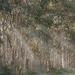 Eucalypt forest by pusspup