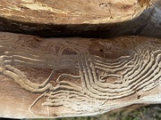 20th Apr 2023 - Natural carvings.