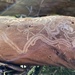More beetle tracks by antlamb