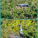 Nesting Herons by carolmw