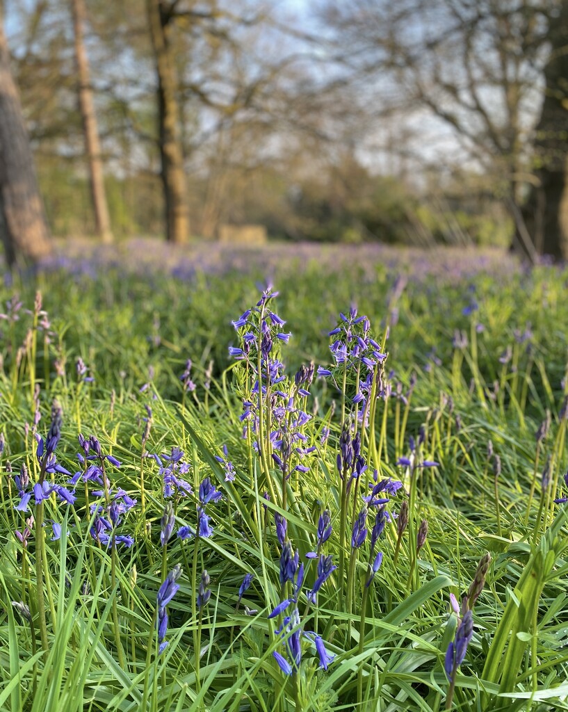 Bluebell season  by lizgooster