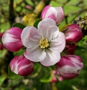 22nd Apr 2023 - Apple blossom 