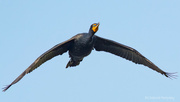 22nd Apr 2023 - Cormorant in-flight
