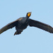 Cormorant in-flight by photographycrazy