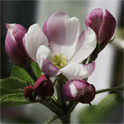 22nd Apr 2023 - Apple blossom time