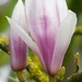 Magnolia by fishers