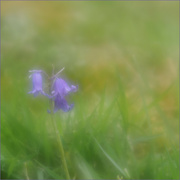 22nd Apr 2023 - Solitary Bluebell Plant