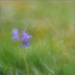 Solitary Bluebell Plant by marshwader