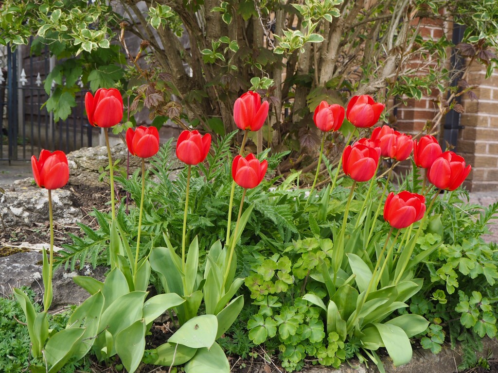 Colourful clump of tulips by delboy207