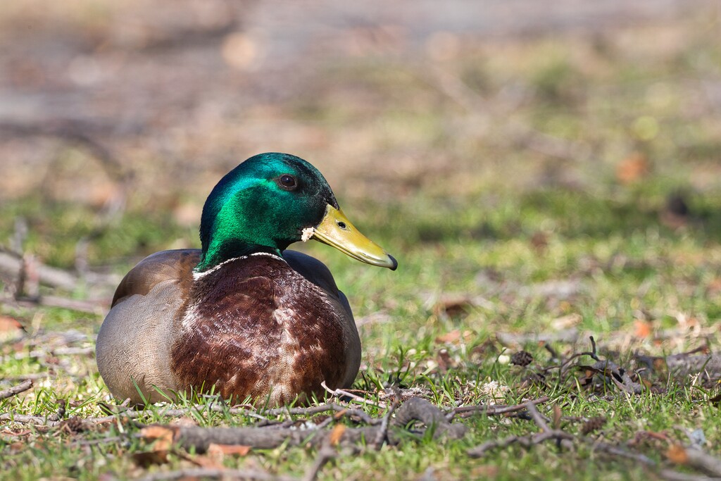 Mallard II by okvalle