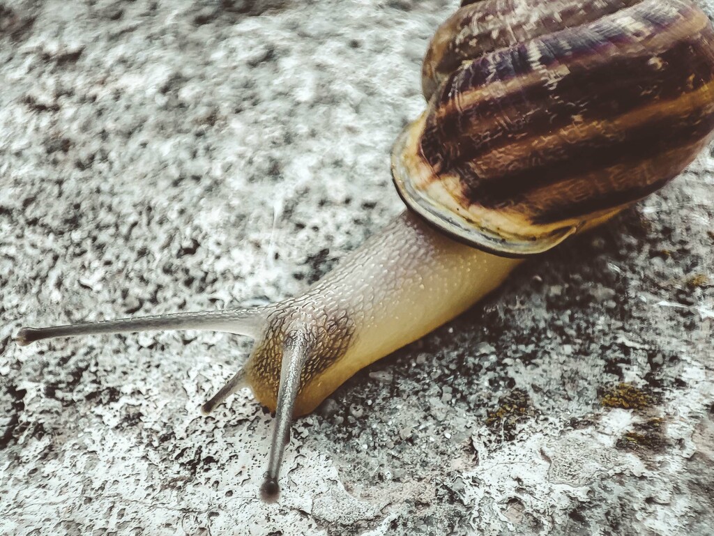 Snail by gerry13