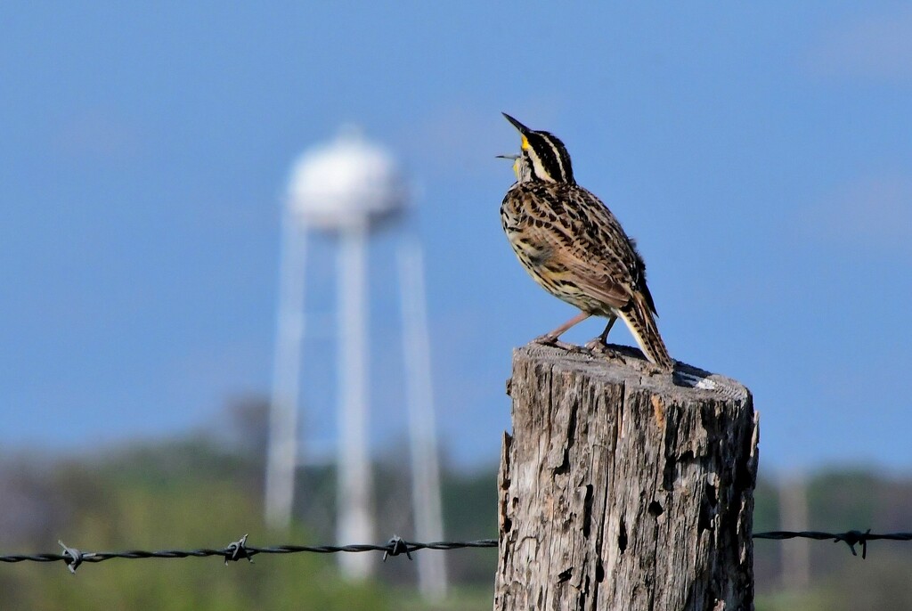 A Meadowlark and a Water Tower by kareenking