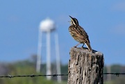 20th Apr 2023 - A Meadowlark and a Water Tower