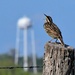 A Meadowlark and a Water Tower by kareenking