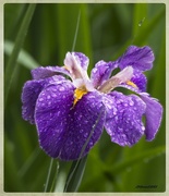 22nd Apr 2023 - LHG_1093Heavy laden water iris