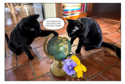 22nd Apr 2023 - Earth Day Cats