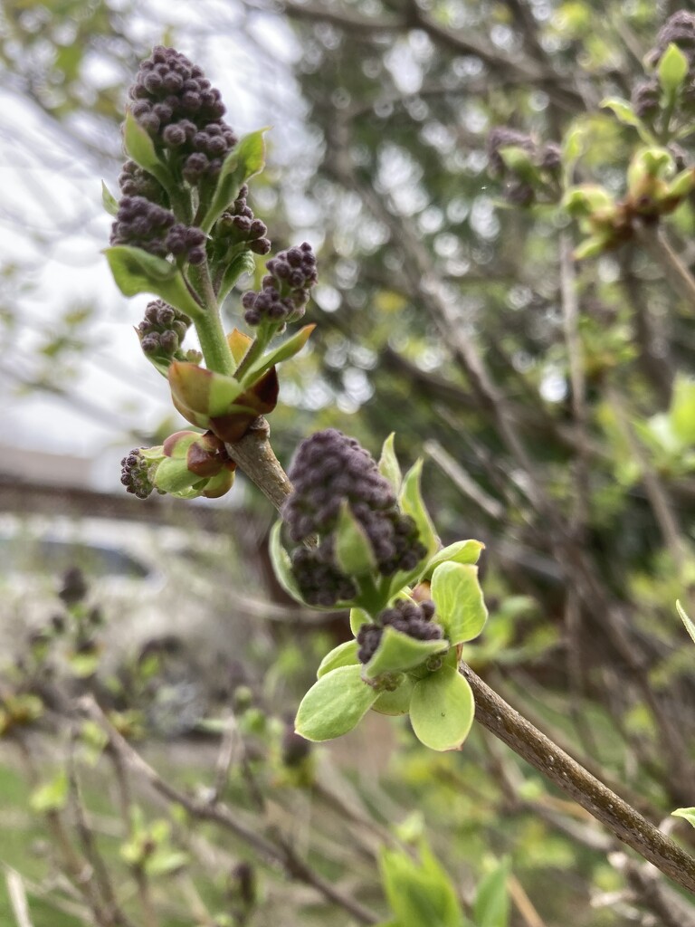 Lilac Buds by spanishliz