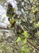 22nd Apr 2023 - Lilac Buds
