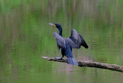 22nd Apr 2023 - Double Crested Cormorant