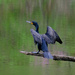 Double Crested Cormorant by lsquared